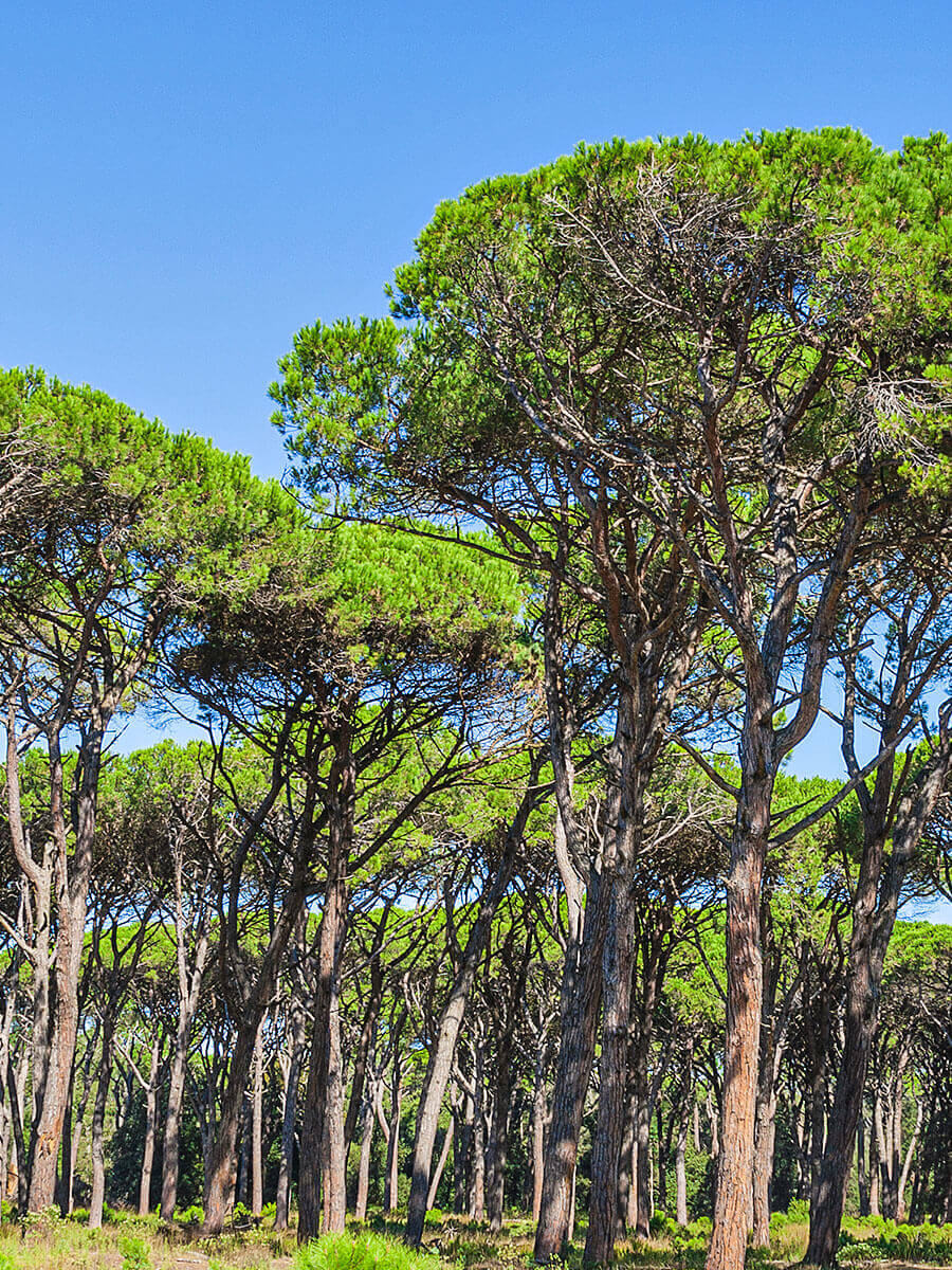 Spiaggia Pinarella di Cervia