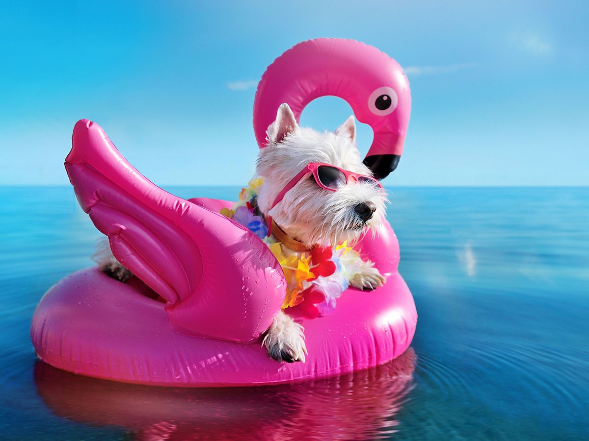 PET FRIENDLY HOTEL